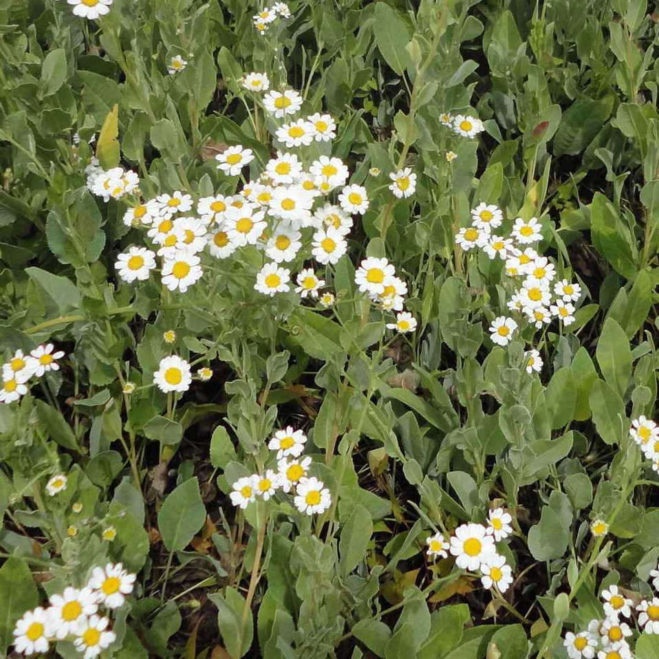 Tanacetum_balsamita