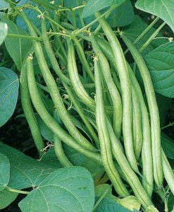Buskbønne - 'Saxa ' Haricots verts Øko