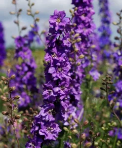 1 årig  Riddersporer- 'Lilac Spire ' STOR pose