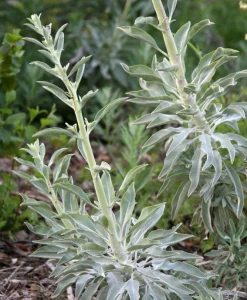 Salvie - Salvia apiana - Hellig salvie frø