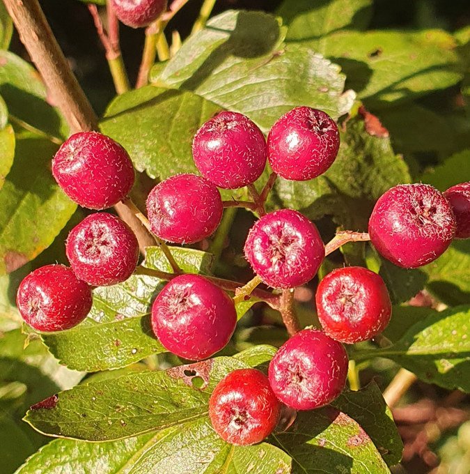 Aronia / Røn krydsning 'Burka' NYHED - Fuglebjerggaard Netbutik Nordic Seed